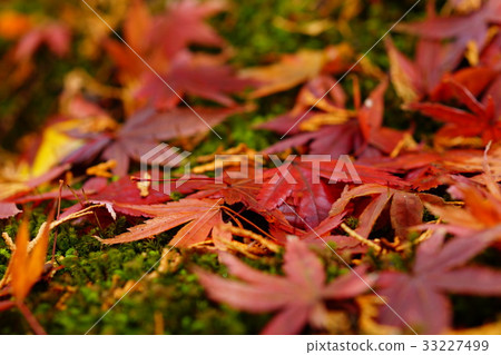 紅落葉 33227499
