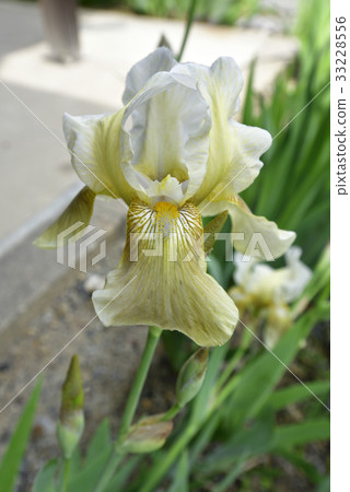 Murorakuin German Iris 33228556