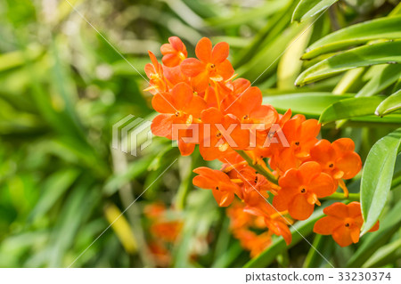Closeup orange orchid flower Closeup orange orchid flower 33230374