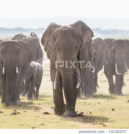 Herd of wild elephants in Amboseli National Park 33230472
