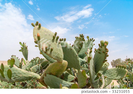 Thicket of cactus Tzabar Opuntia ficus-indica in 33231055