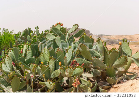 Thicket of cactus Opuntia ficus-indica in Negev Thicket of cactus Opuntia ficus-indica in Negev 33231058