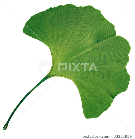Ginkgo Biloba Leaf Isolated Ginkgo Biloba Leaf Isolated 33231999