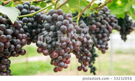 Bunches of ripe grapes in a vineyard. 33232058