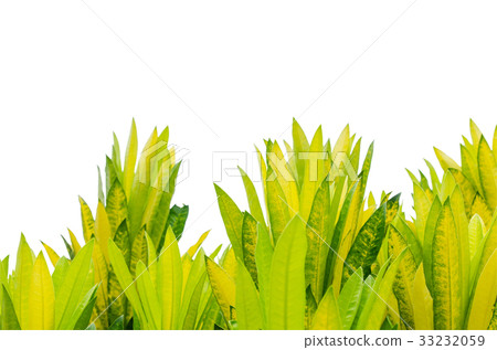 Leaves on white background.Isolated 33232059