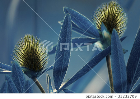 Floral blue background. flowers yellow clover Floral blue background. flowers yellow clover 33232709