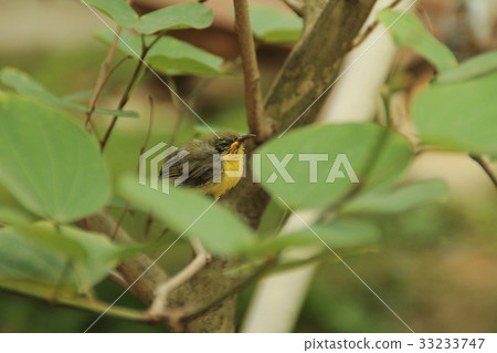 IMG_1638_Golden Yellowbirds start a new life IMG_1638_Golden Yellowbirds start a new life 33233747