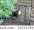 IMG_2744a_Golden Yellowbirds start a new life 33233749