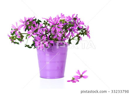 wild violet flowers in bucket i wild violet flowers in bucket i 33233798