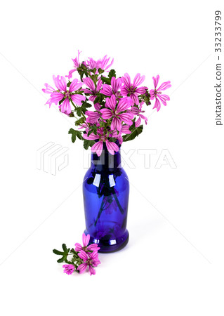 wild violet flowers in blue bottle wild violet flowers in blue bottle 33233799