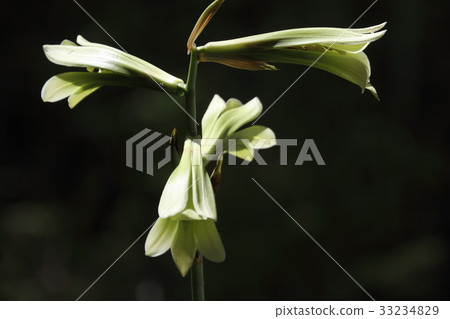 Uba lily Uba lily 33234829