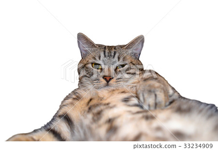 Grey tabby cat taking a selfie Grey tabby cat taking a selfie 33234909