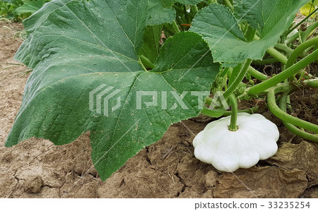 Pattypan White Squash Pattypan White Squash 33235254
