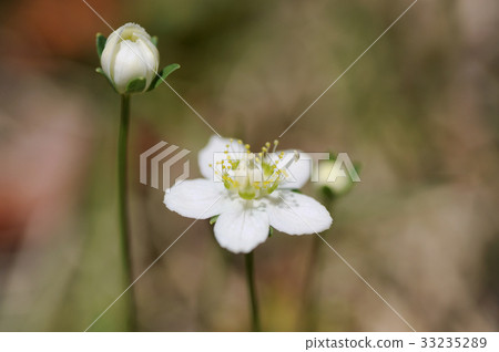 Umebachissau 33235289