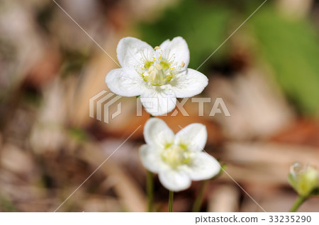 Umebachissau 33235290
