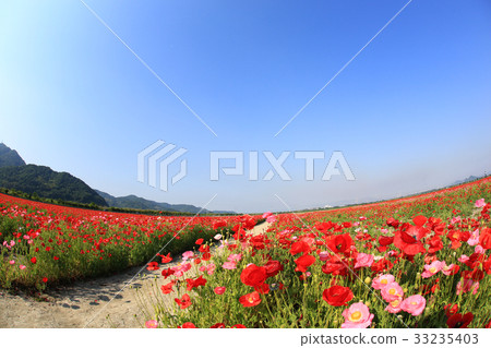 Chalet poppy 3394 Chalet poppy 3394 33235403