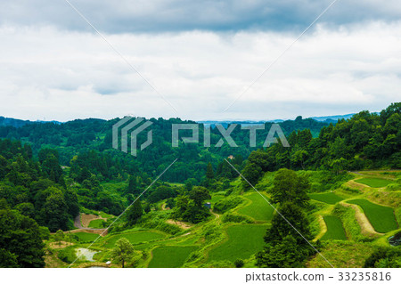 Rice terrace in the summer Rice terrace in the summer 33235816