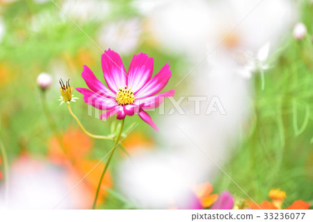 Cosmos 33236077