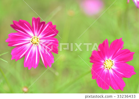 Cosmos 33236433