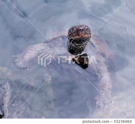 Close photo of smiling sea turtle Close photo of smiling sea turtle 33236868