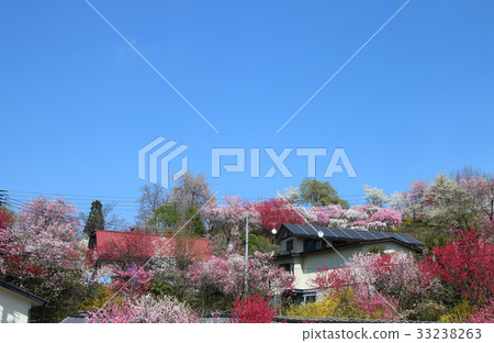 Sakura (Koriyama City) around the Koedakuzuru Jizozakura 33238263