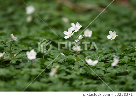 Nirinso Nirinso 33238371