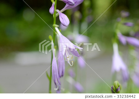玉簪花 33238442