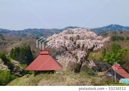 田村(田村市)的天王櫻花 田村(田村市)的天王櫻花 33238512