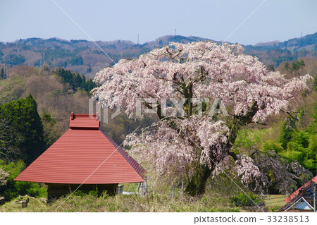 田村(田村市)的天王櫻花 田村(田村市)的天王櫻花 33238513