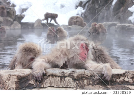 A Japanese monkey in Yamanouchi-machi, Nagano prefecture, which warms a cold body in a hot spring, a so-called snow monkey A Japanese monkey in Yamanouchi-machi, Nagano prefecture, which warms a cold body in a hot spring, a so-called snow monkey 33238539