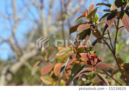 Sikon沒有按鈕的果實 Sikon沒有按鈕的果實 33238620