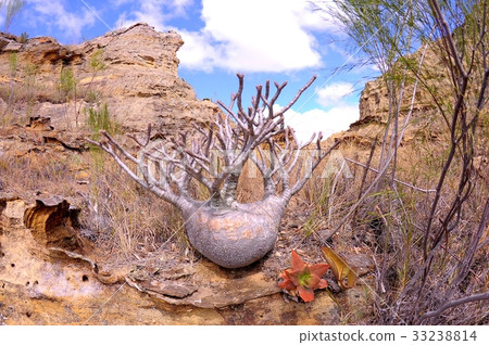 Pakipodium in Madagascar 33238814