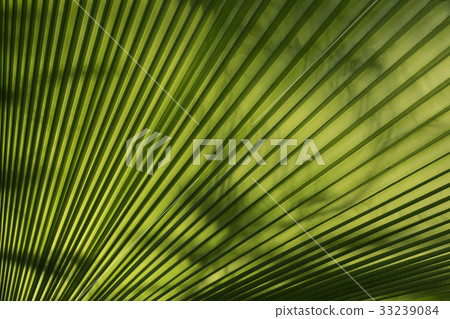 Fiji Fan Palm with sun light illumination. 33239084