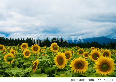 Sunflower field 33239085