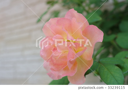 玫瑰 玫瑰 33239115