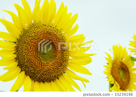 向日葵 向日葵 33239198