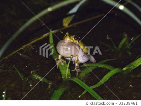 Inflate the cullet in the night rice field and call it 33239461