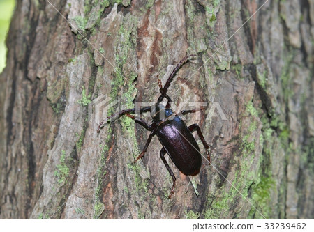 Saw beak camellia 33239462