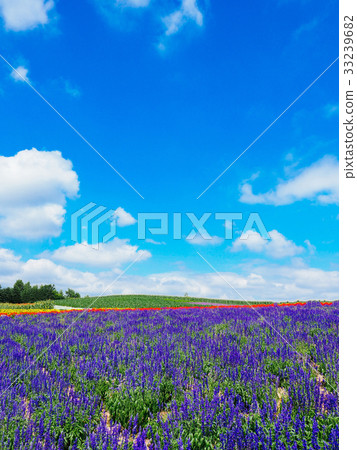 Lavender field 33239682