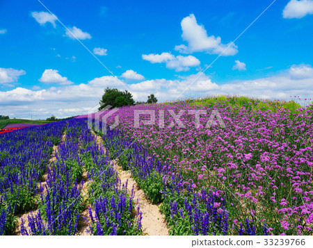Lavender field Lavender field 33239766