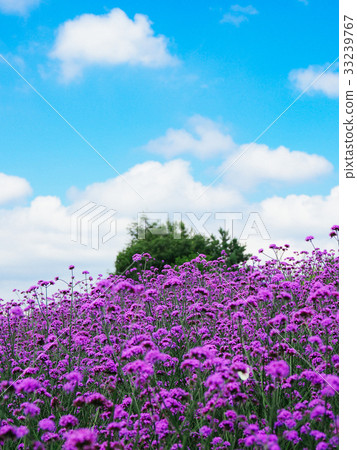 薰衣草田 33239767