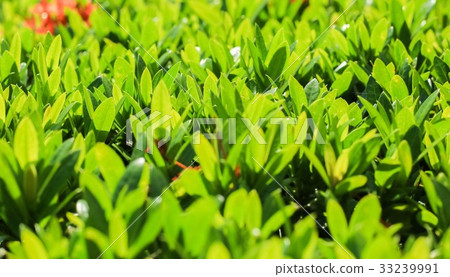 green leaf 33239991