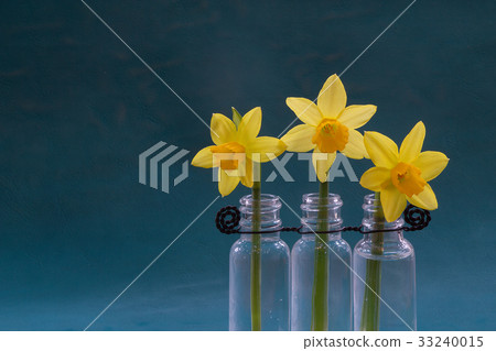 Spring flowers in closeup zoom with family 33240015
