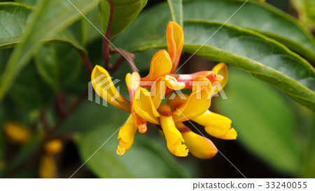 Polygala myrtifolia, Polygalaceae. 33240055