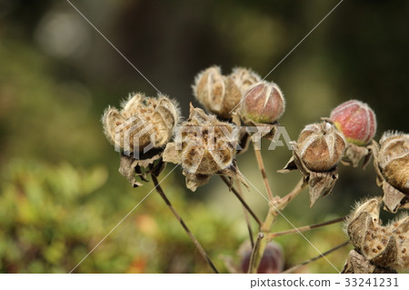 图库照片 芙蓉的果实