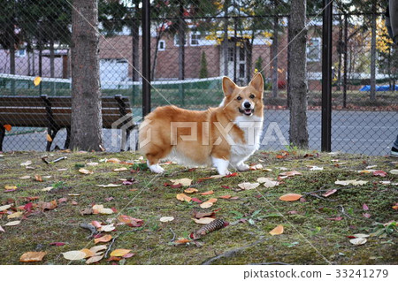 looking at the camera  33241279