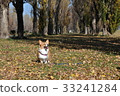 Corgi enjoying the fall 33241284