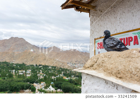 Pigeon with landscape view from Shanti stupa 33241509