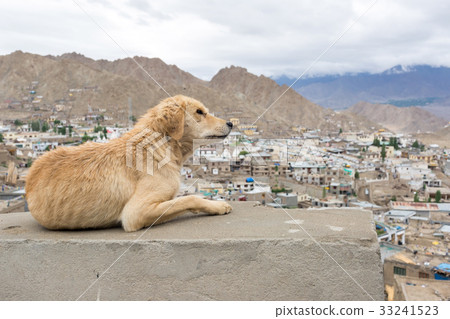 Dog with landscape view 33241523