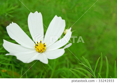 漂亮的宇宙,顏色秋天 漂亮的宇宙,顏色秋天 33241933